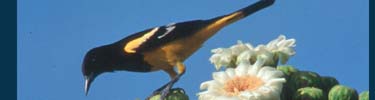Scott's Oriole
